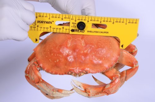 Doryman Shellfish Caliper – Floating Ruler – Reads 3–6.5 Inch