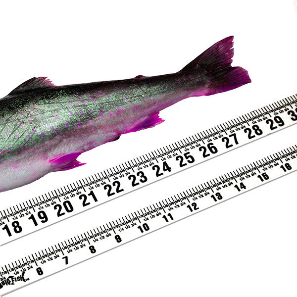 Big Fish Adhesive Backed Ruler Set – Clear - 2 Rulers - 20" Long and 56" Long – Left to Right image 0