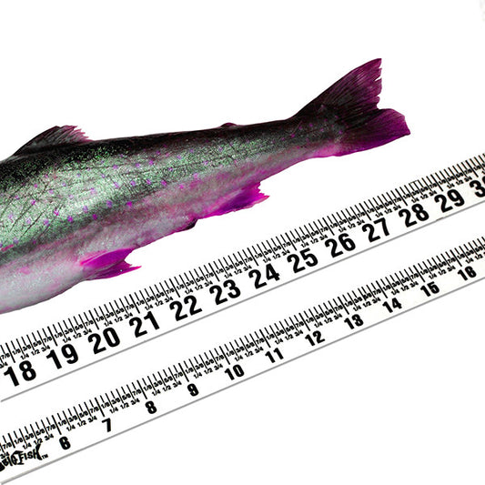 Big Fish Adhesive Backed Ruler Set – Clear - 2 Rulers - 20" Long and 56" Long – Left to Right image 0