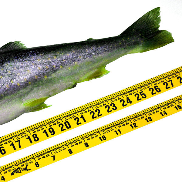 Big Fish Adhesive Backed Rules Set – Yellow - 2 Rulers - 20" Long and 56" Long – Left to Right image 0