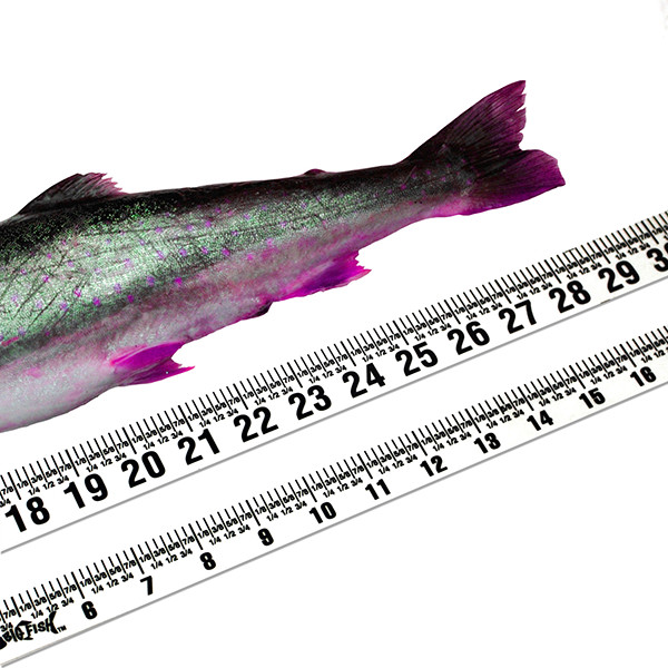 Big Fish Adhesive Backed Ruler Set – Clear – 2 Rulers – 20″ Long